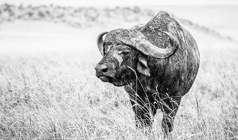 Búfalo Africano