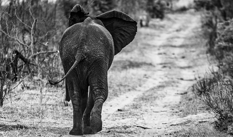 elefante africano safari cinco grandes