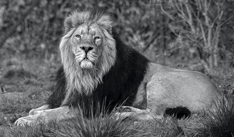 leon africano safari