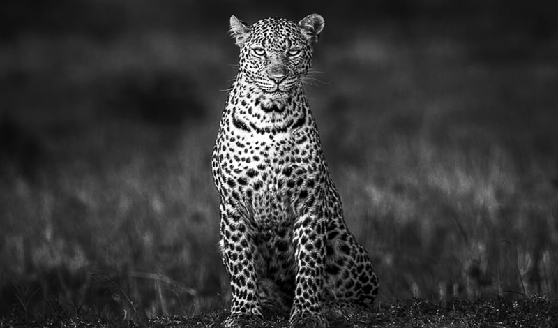 leopardo safari big five