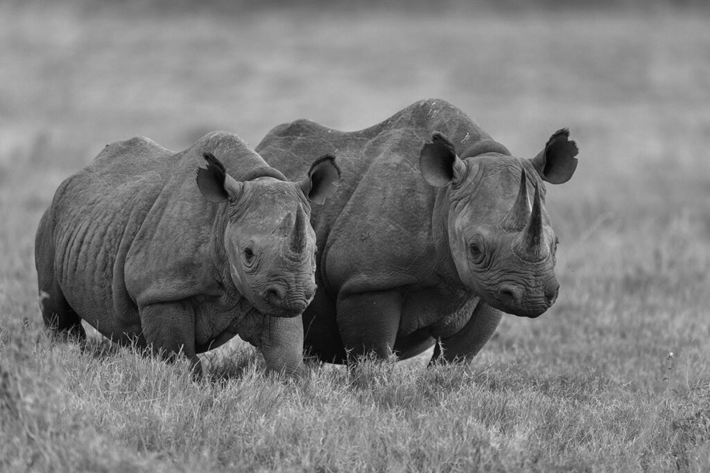 rinoceronte big five africa 1