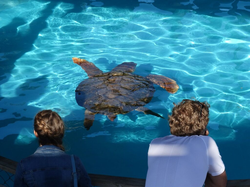 Descubre el fascinante Proyecto Tamar en Imbassaí: Un viaje al mundo de las tortugas marinas 1 tamar