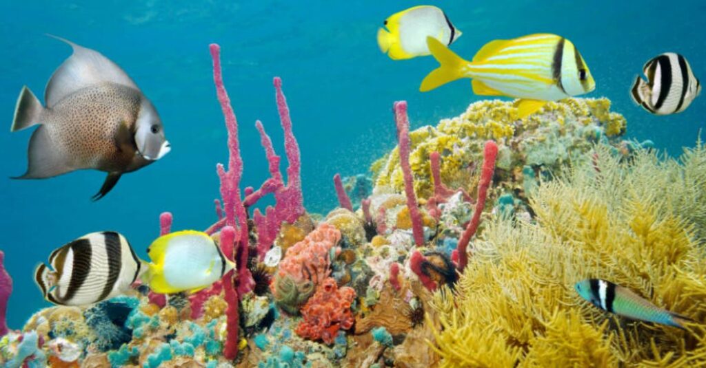 Lugares únicos para disfrutar de Montego Bay, más allá de sus playas 1 Visitar Montego Bay Marine Park