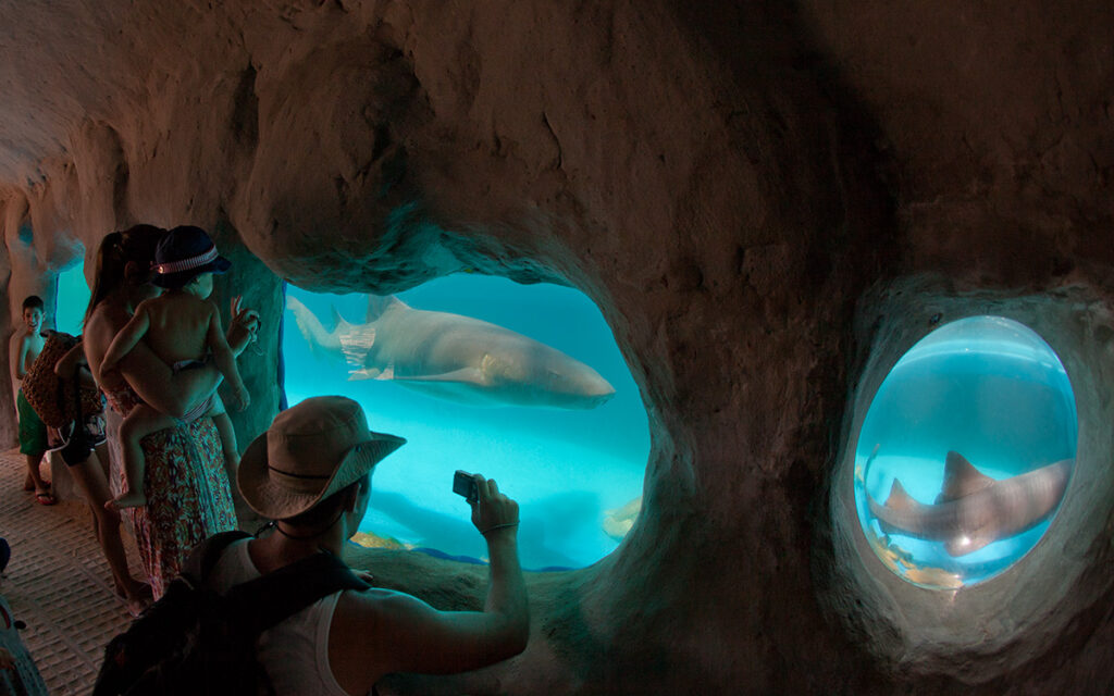 Descubre el fascinante Proyecto Tamar en Imbassaí: Un viaje al mundo de las tortugas marinas 4 tamar 3
