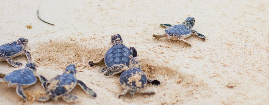 Descubre el fascinante Proyecto Tamar en Imbassaí: Un viaje al mundo de las tortugas marinas 3 tprtuga carey1