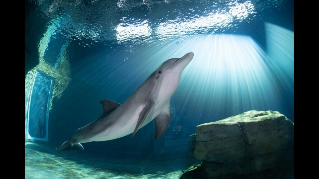 Las mejores atracciones y actividades en Orlando, que no te podés perder! 2 Clearwater Marine Aquarium Orlando