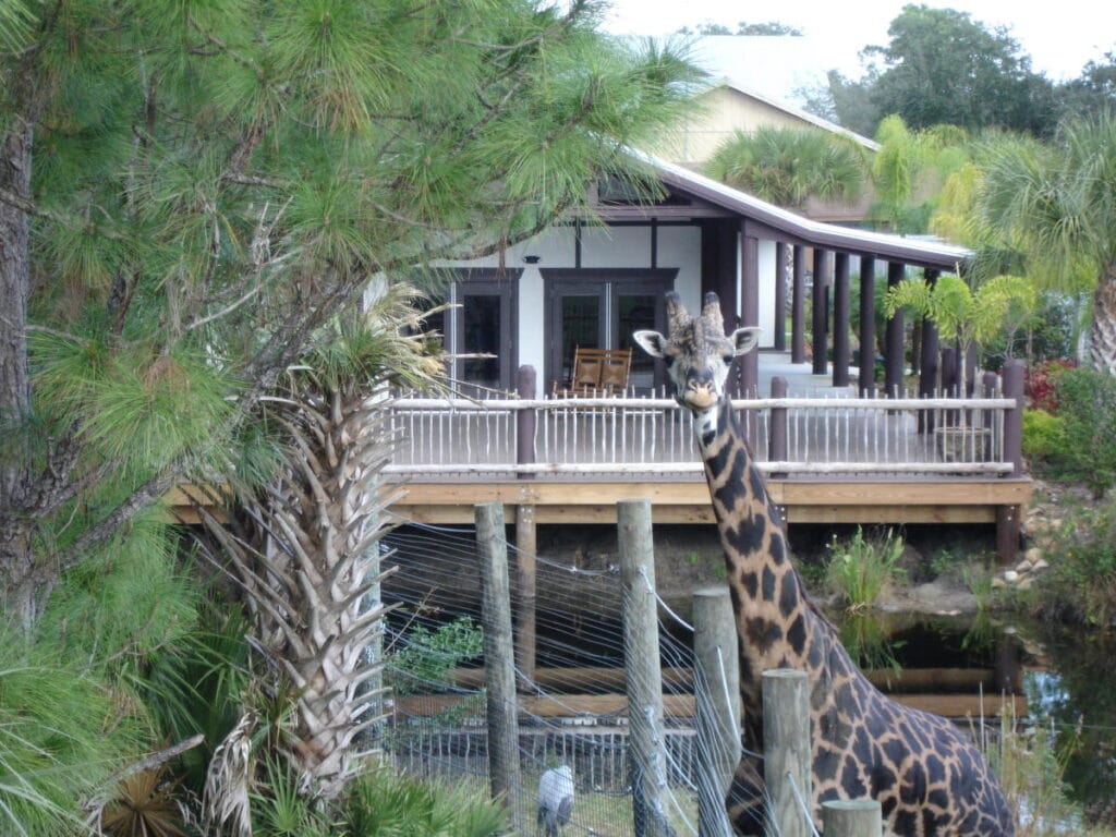 Las mejores atracciones y actividades en Orlando, que no te podés perder! 1 brevard zoo2