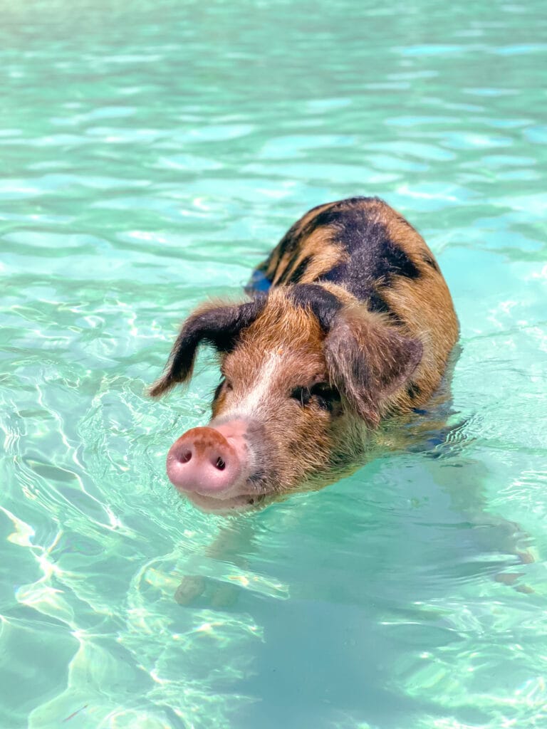 Descubre los Lugares Imprescindibles para Conocer en Islas Bahamas 2 swimming pig in the bahamas 2023 11 27 05 06 08 utc