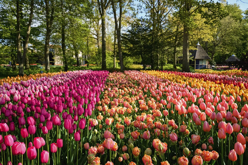 Lugares icónicos para recorrer en Países Bajos 3 campo de tulipanes
