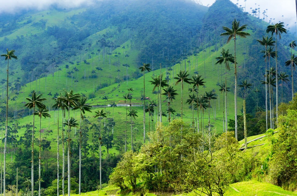 ¡Eje Cafetero, Colombia: más que café, pura aventura! 1 Palmeras de cera del valle de Cocora