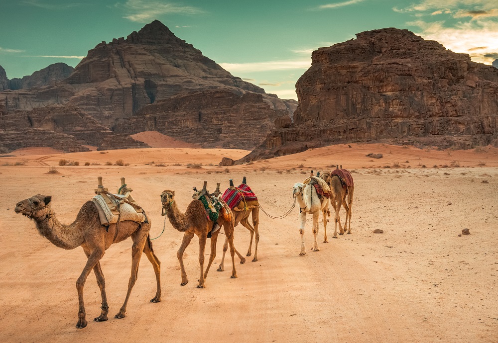 Desierto Wadi Rum: la guía definitiva 2 camels in wadi rum 2024 10 14 17 27 14 utc