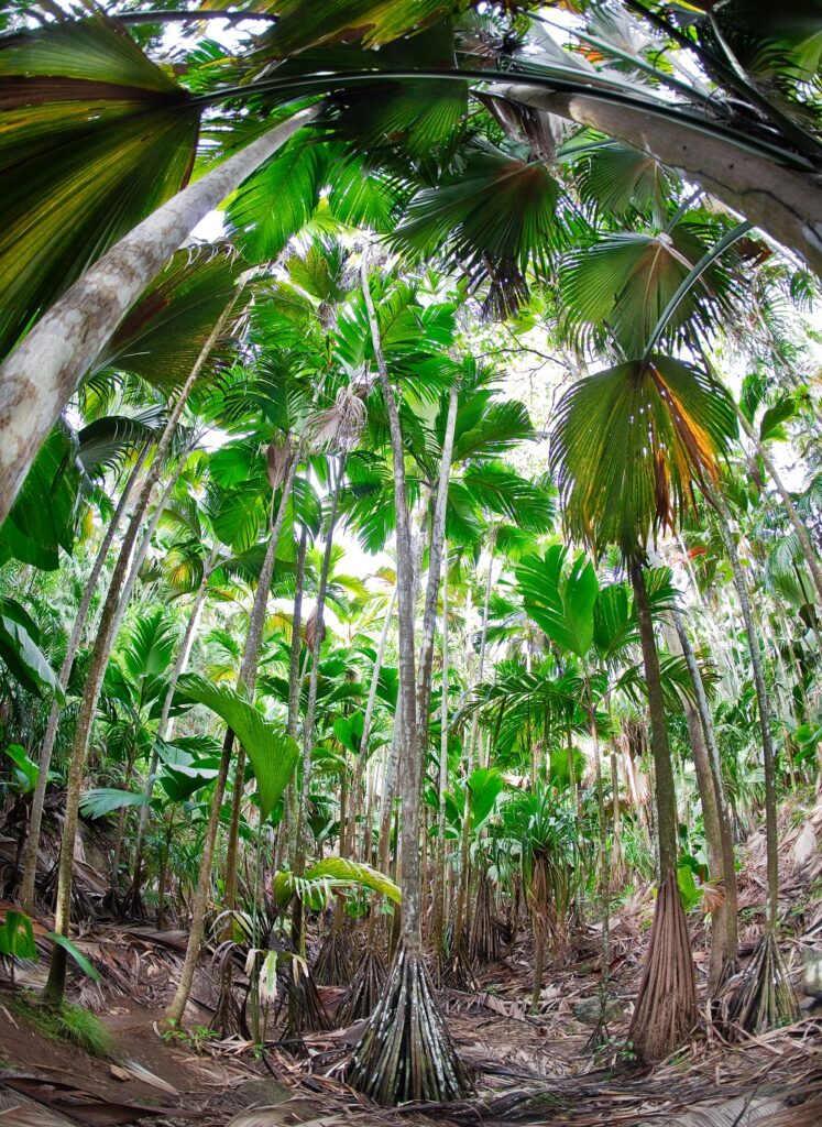 Qué ver y hacer en Seychelles: un paraíso tropical 3 tropical forest of palm trees seychelles 2024 12 06 03 25 10 utc