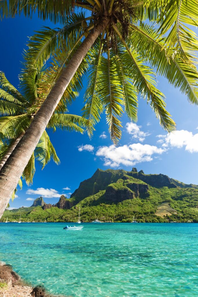 Polinesia Francesa: 10 lugares imprescindibles que ver 1 palm trees on shoreline of ocean at moorea 2024 11 27 11 31 22 utc