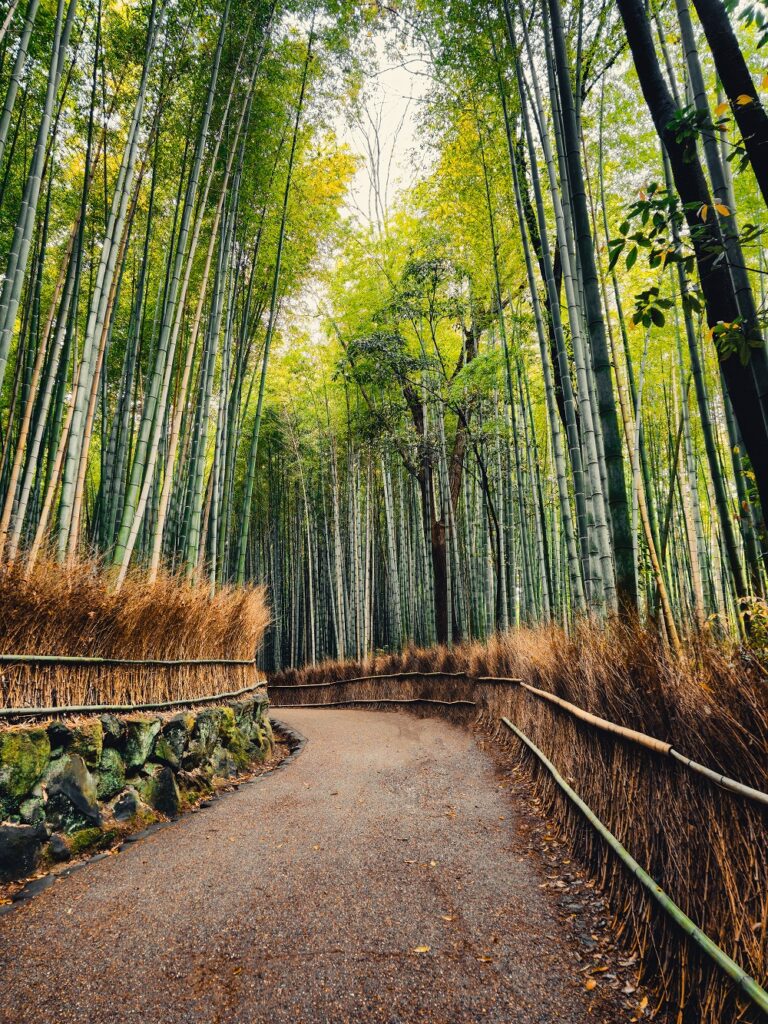 Kioto: 10 lugares imprescindibles que debes visitar 2 walking in the green bamboo forest japan 2025 01 29 03 12 23 utc