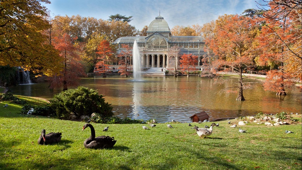 Pajaro Retiro Madrid