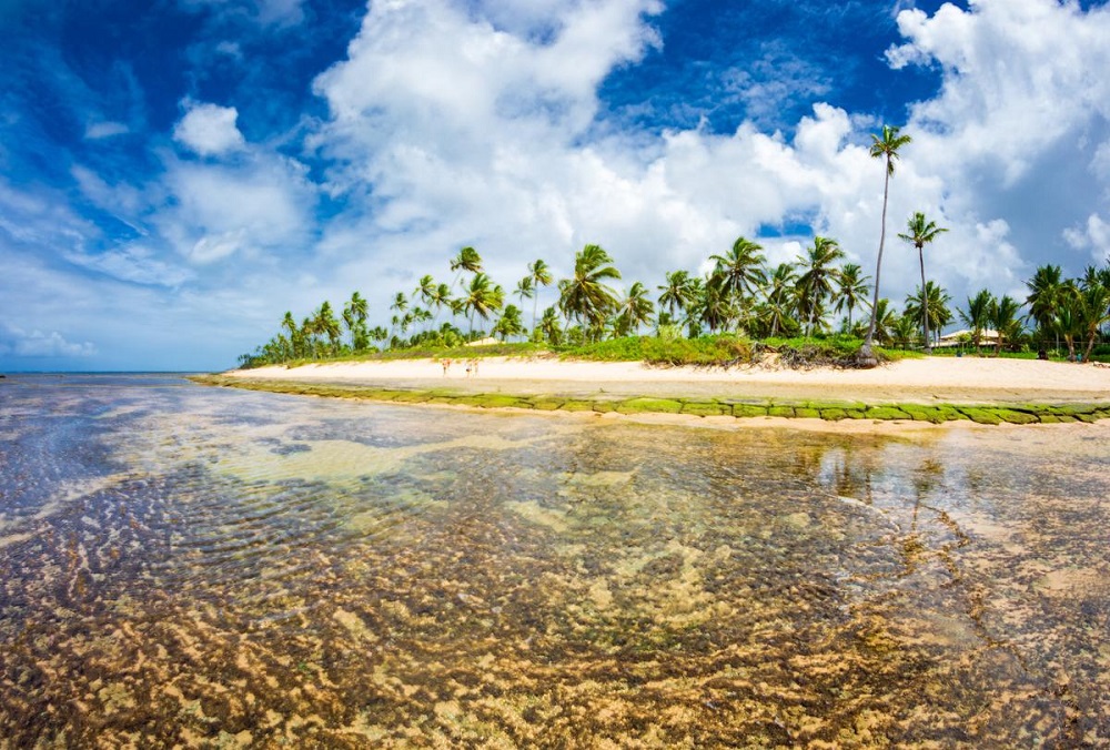Playas de Praia do Forte: un destino imperdible para viajar 1 praia do forte4