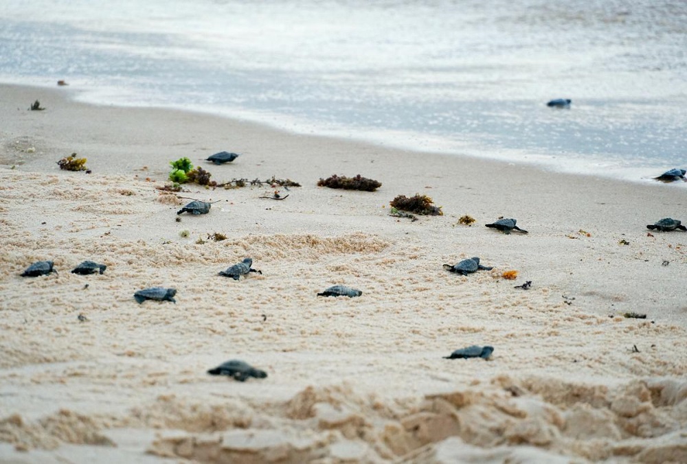 Playas de Praia do Forte: un destino imperdible para viajar 2 proyecto tamar