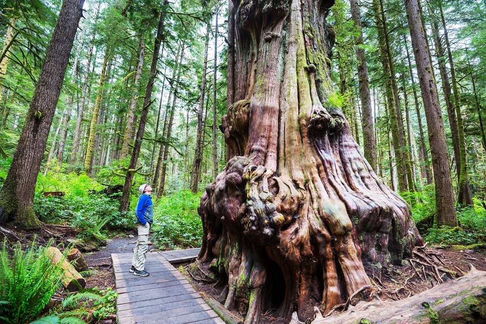 Descubriendo la Costa Oeste de Canadá: tu próxima aventura canadiense 2 forest on vancouver island 2025 01 09 03 35 35 utc