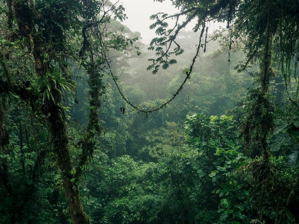 Monteverde, Costa Rica: tu escape al paraíso verde 5 iStock 1364486161