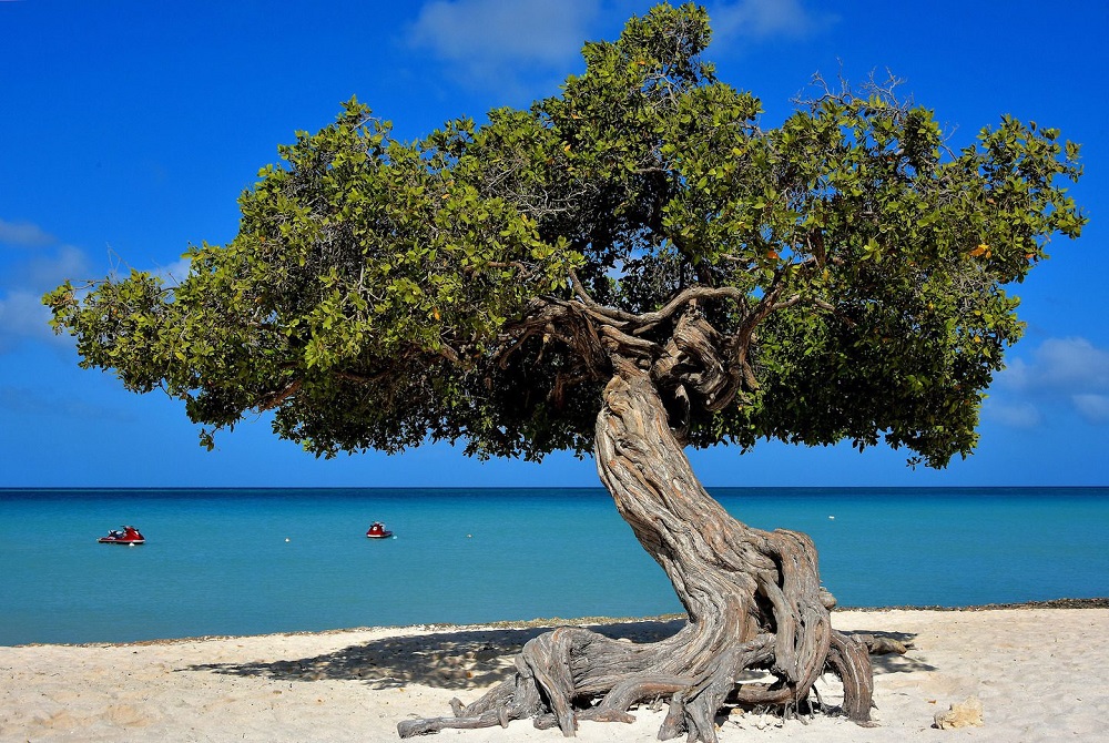 Aruba Watapana