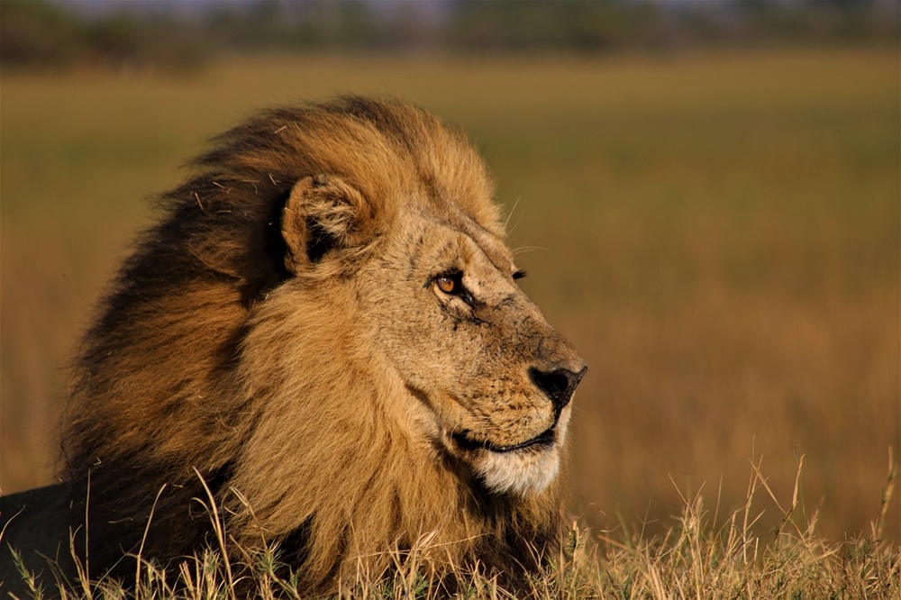 Safari en Masai Mara: la experiencia auténtica que Kenia te regala lejos de las multitudes 3 El leon uno de los 5 grandes