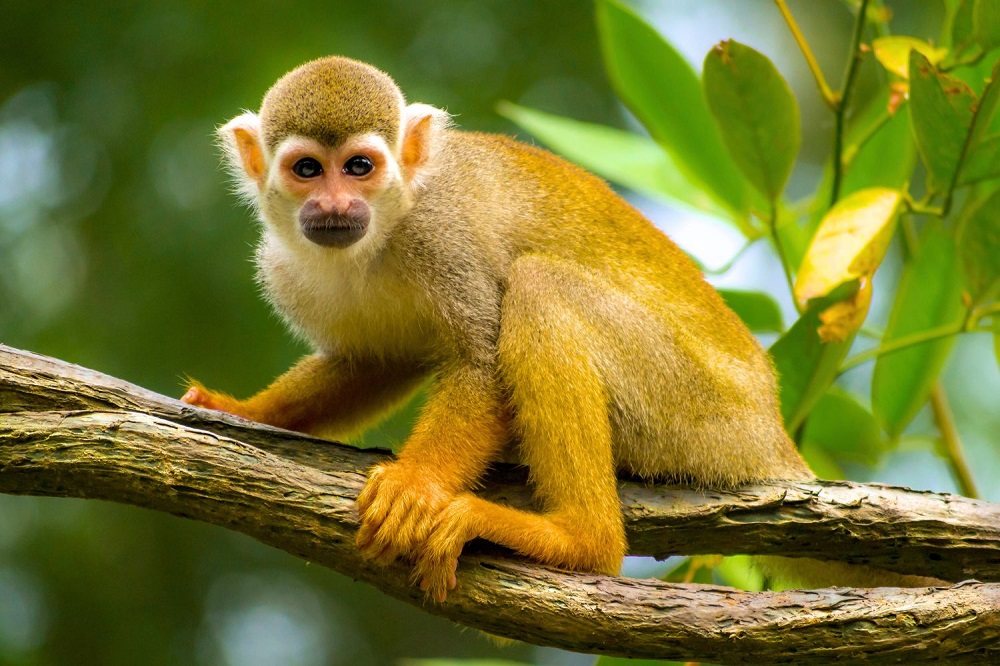 Manaos y la selva amazónica: el corazón verde de Brasil que late con fuerza salvaje 5 Top Amazon Rainforest Monkeys Squirrel Monkey