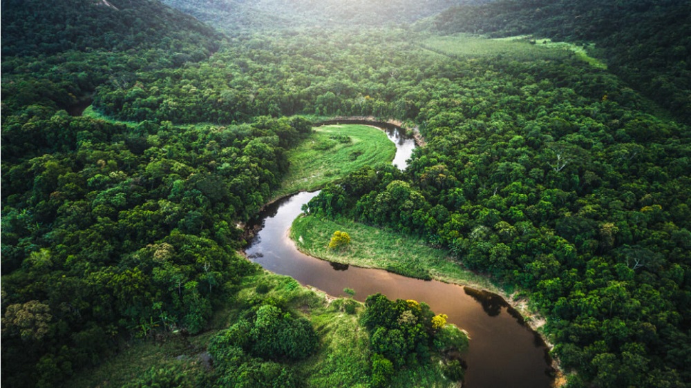 Manaos y la selva amazónica: el corazón verde de Brasil que late con fuerza salvaje 4 amazonia brasilea