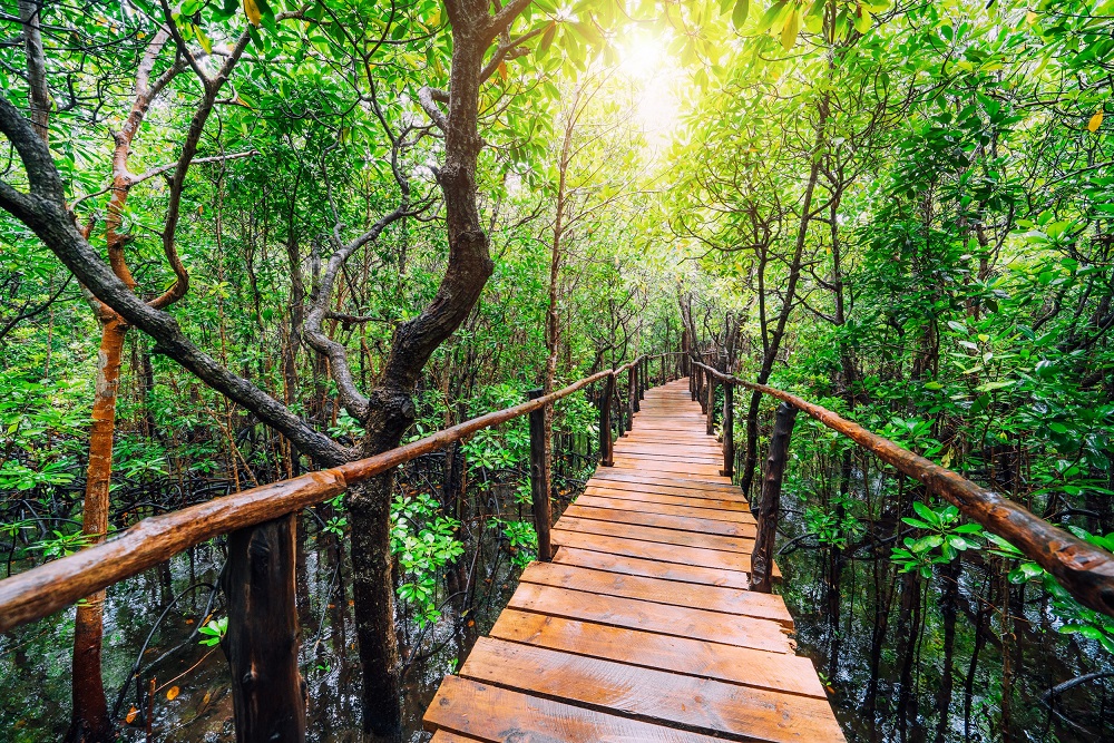 Zanzíbar, el paraíso que transforma tu viaje a Sudáfrica en una experiencia inolvidable 5 mangrove forest in bwejuu beach zanzibar easy travel tanzania 1