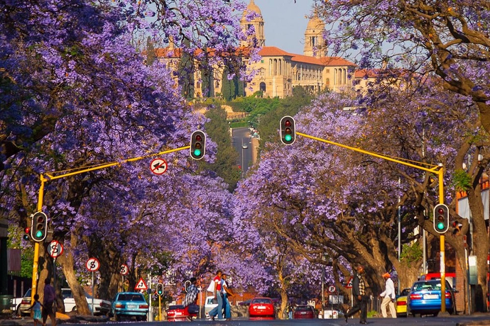 Pretoria, la ciudad de los jacarandás que conquistará tu corazón 3 Jacaranda Trees.jpg.optimal