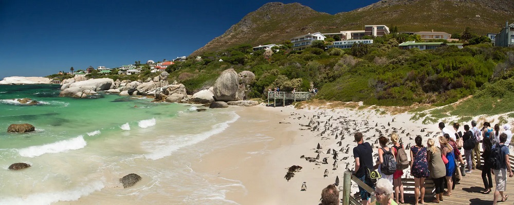 Ciudad del Cabo: la joya sudafricana que te va a enamorar 9 boulders beach