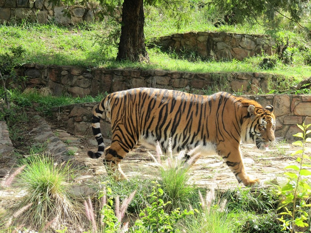 Pretoria, la ciudad de los jacarandás que conquistará tu corazón 4 national zoological gardens
