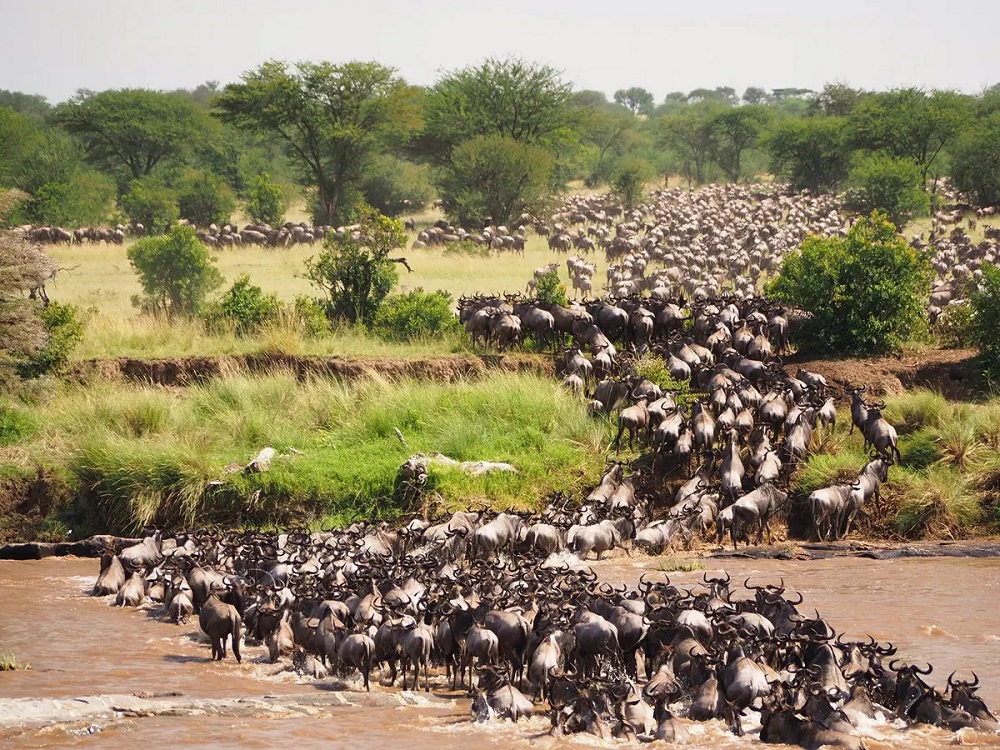 Cráter Ngorongoro y Serengeti: el safari definitivo 2 migration jorge tung go2africa