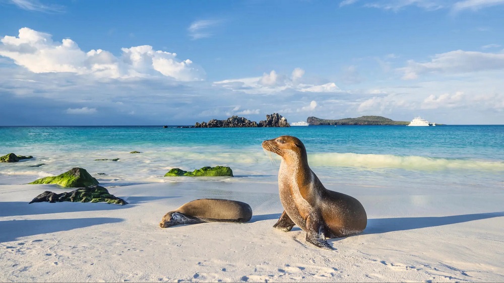 leon marino de galapagos en la isla de playa de espanola istock 674781548.r d.1636 1966