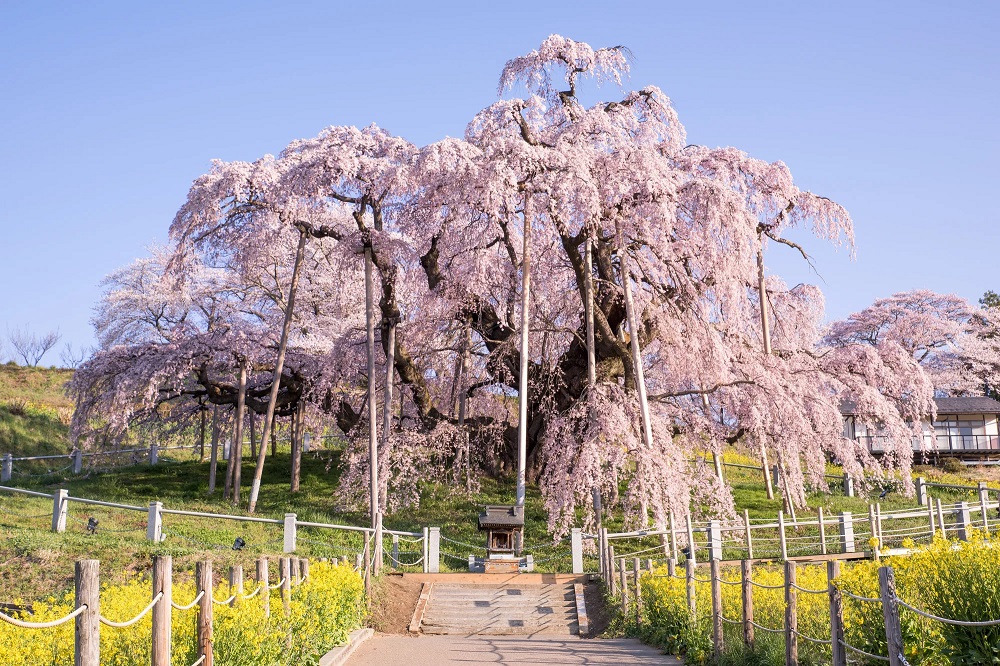 the miharu takizakura a 1000 year old ancient weeping v0 itgfo9gr66f51
