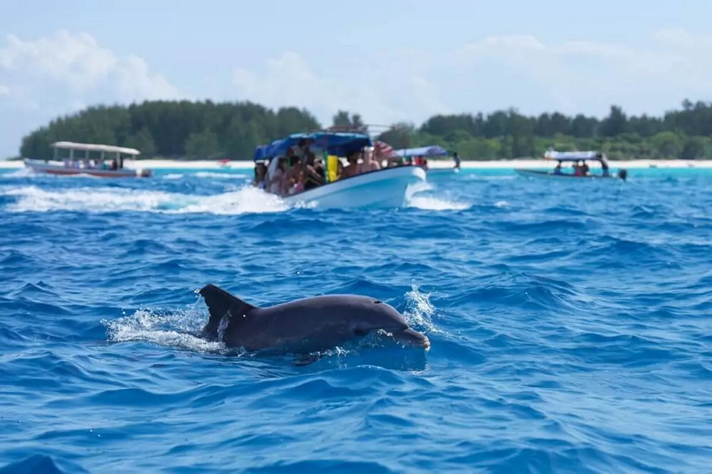 Zanzíbar: el paraíso africano que te va a cambiar para siempre 4 que ver en zanzibar delfines
